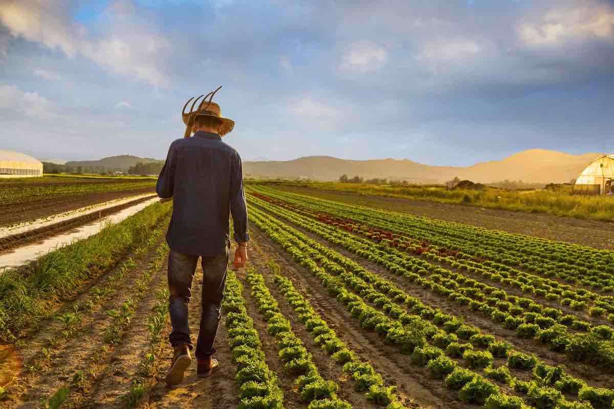 Munca informală agricultură - agroexpert.md