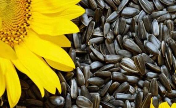 Как украинский рынок подсолнечника реагирует на торговые войны США - agroexpert.md