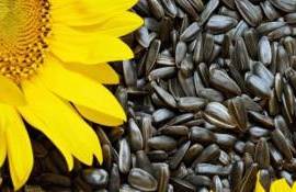 Как украинский рынок подсолнечника реагирует на торговые войны США - agroexpert.md