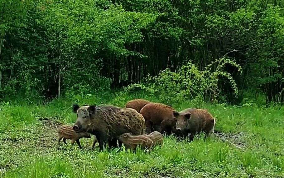 ANSA, despre noi focare de boli la animale - agroexpert.md