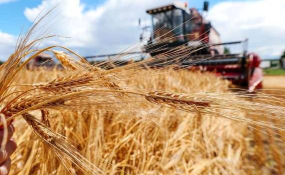 Применение РФ нетарифных мер возможно при низком урожае зерна в 2025 году - agroexpert.md