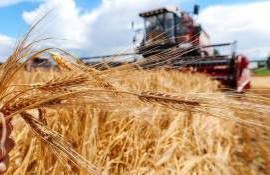 Применение РФ нетарифных мер возможно при низком урожае зерна в 2025 году - agroexpert.md