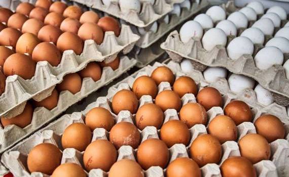 В США дефицит яиц: власти ищут поставщиков по всему миру - agroexpert.md