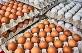 В США дефицит яиц: власти ищут поставщиков по всему миру - agroexpert.md
