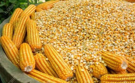 Цены на украинскую кукурузу нового урожая снизились до 195–198$ за тонну - agroexpert.md