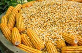 Цены на украинскую кукурузу нового урожая снизились до 195–198$ за тонну - agroexpert.md