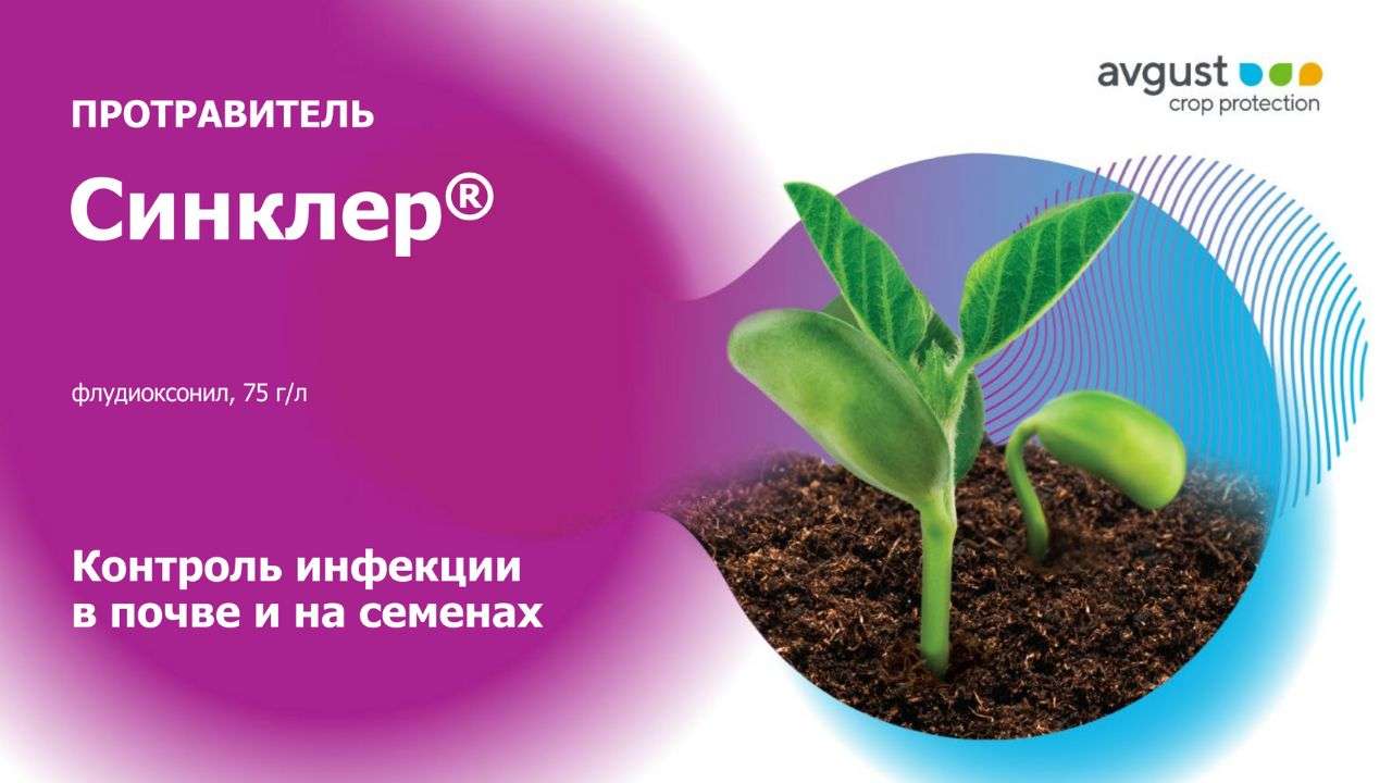 Синклер – надежная защита семян и растений от почвенных патогенов - agroexpert.md