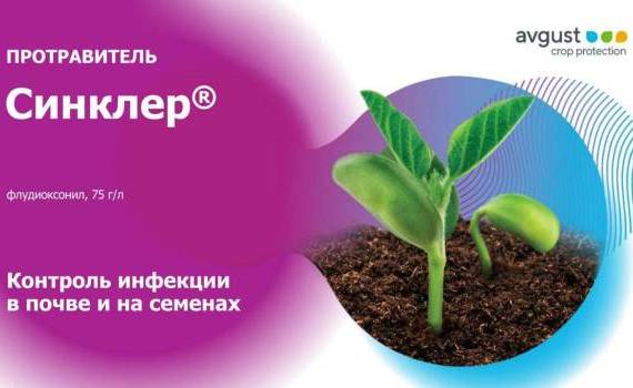 Синклер – надежная защита семян и растений от почвенных патогенов - agroexpert.md