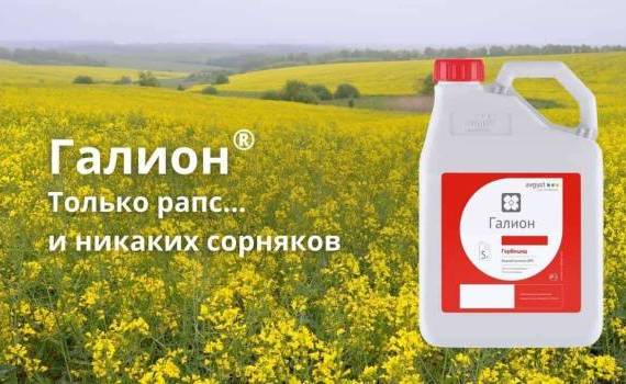 Галион – эффективный контроль сорняков в посевах рапса - agroexpert.md