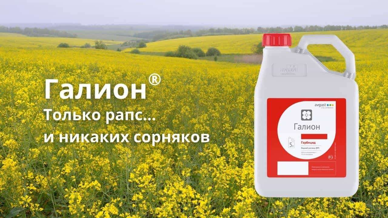 Галион – эффективный контроль сорняков в посевах рапса - agroexpert.md