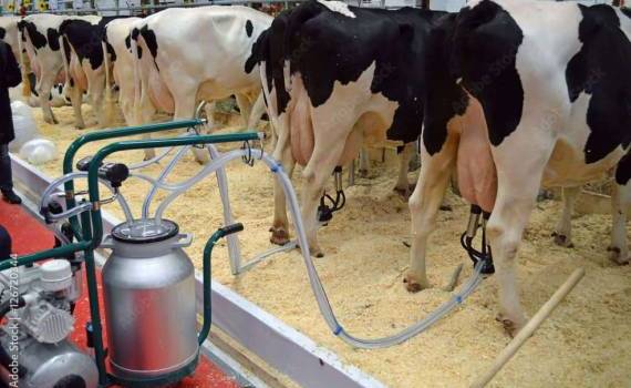 В Молдове одобрили выплаты 73,1 млн леев производителям молока - agroexpert.md