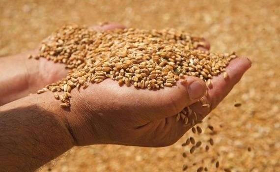 Мартовский прогноз экспорта российской пшеницы втрое ниже прошлого года - agroexpert.md