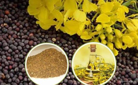 Китай столкнется с дефицитом рапсового шрота из-за пошлин для Канады - agroexpert.md