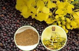 Китай столкнется с дефицитом рапсового шрота из-за пошлин для Канады - agroexpert.md