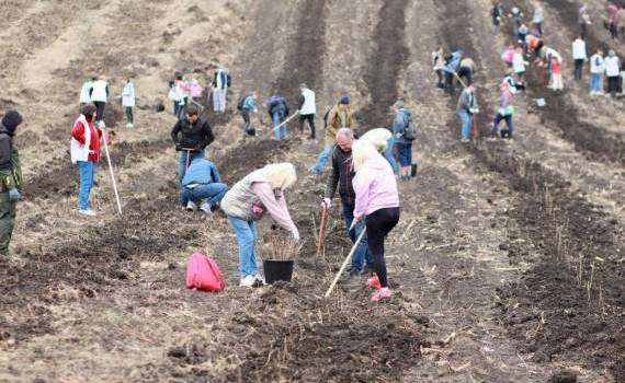 В Новоаненском районе высадили 30 гектаров леса - agroexpert.md