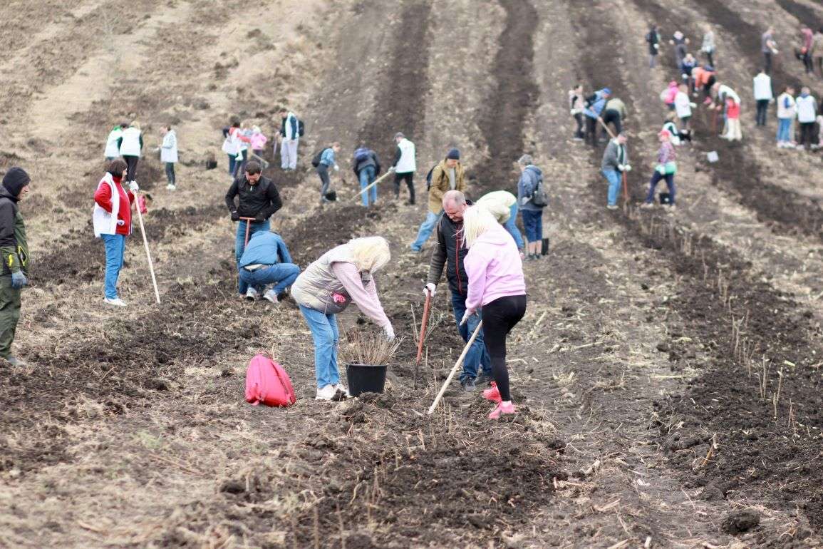 В Новоаненском районе высадили 30 гектаров леса - agroexpert.md