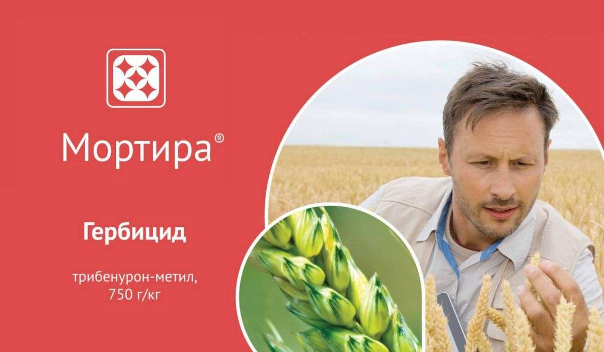 Мортира ВДГ – гербицид для защиты зерновых и подсолнечника - agroexpert.md