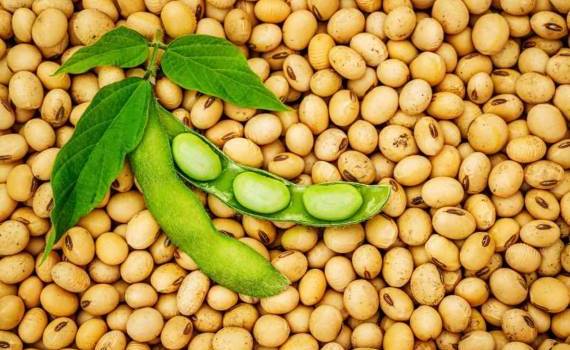 Европейские пошлины на сою из США нарушат баланс кормового сектора ЕС - agroexpert.md