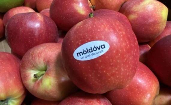 Экспорт молдавских яблок в Северную Америку. Возможно ли это? - agroexpert.md