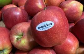 Экспорт молдавских яблок в Северную Америку. Возможно ли это? - agroexpert.md