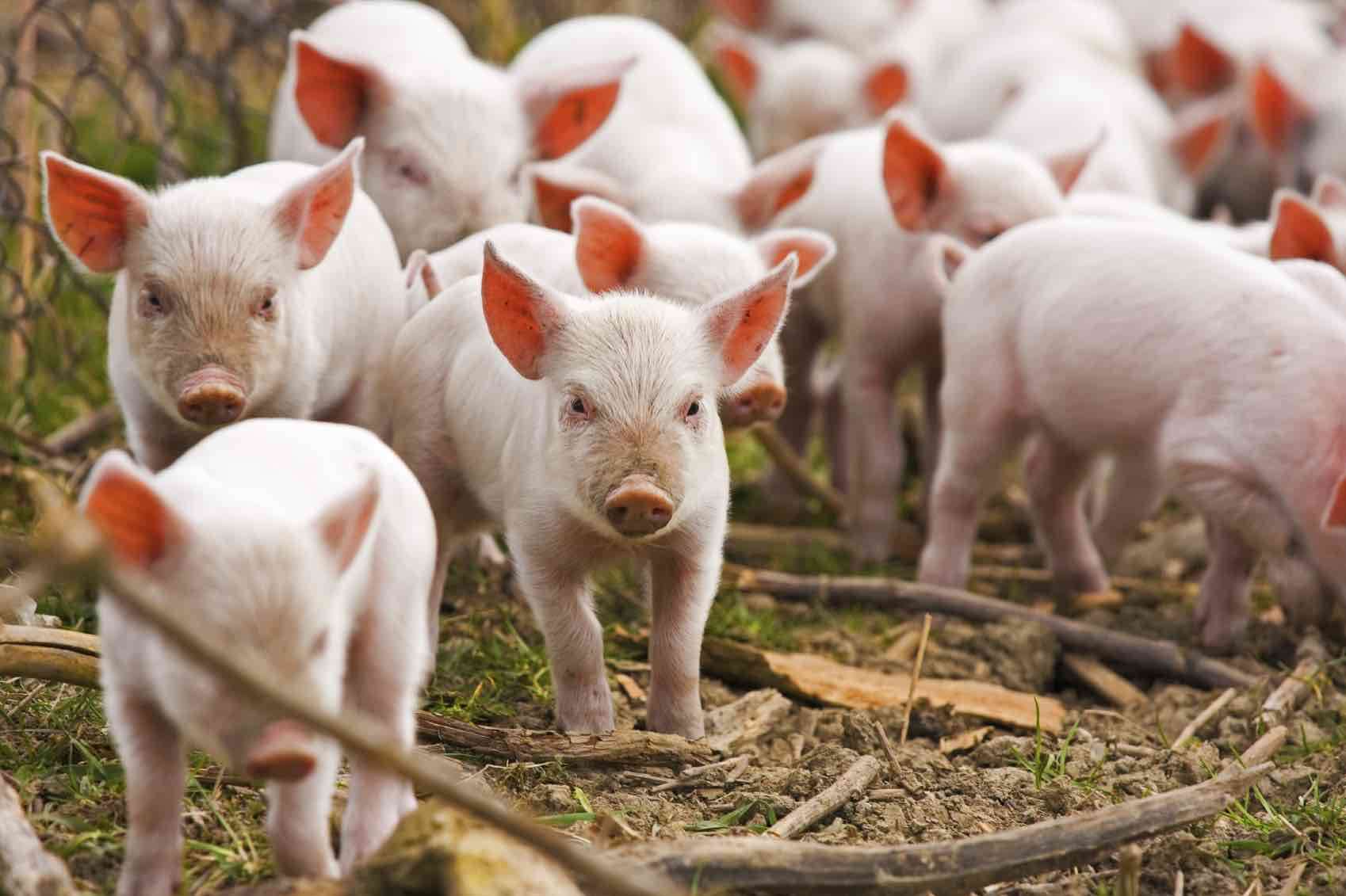 Focare de pestă porcină în ferme mari - agroexpert.md