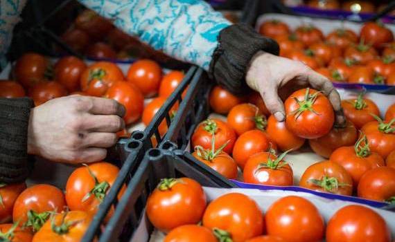 Молдова начала экспорт помидор, но не обеспечивает внутренний спрос - agroexpert.md