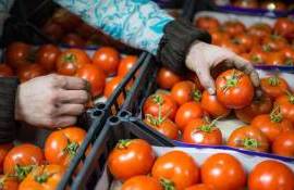 Молдова начала экспорт помидор, но не обеспечивает внутренний спрос - agroexpert.md