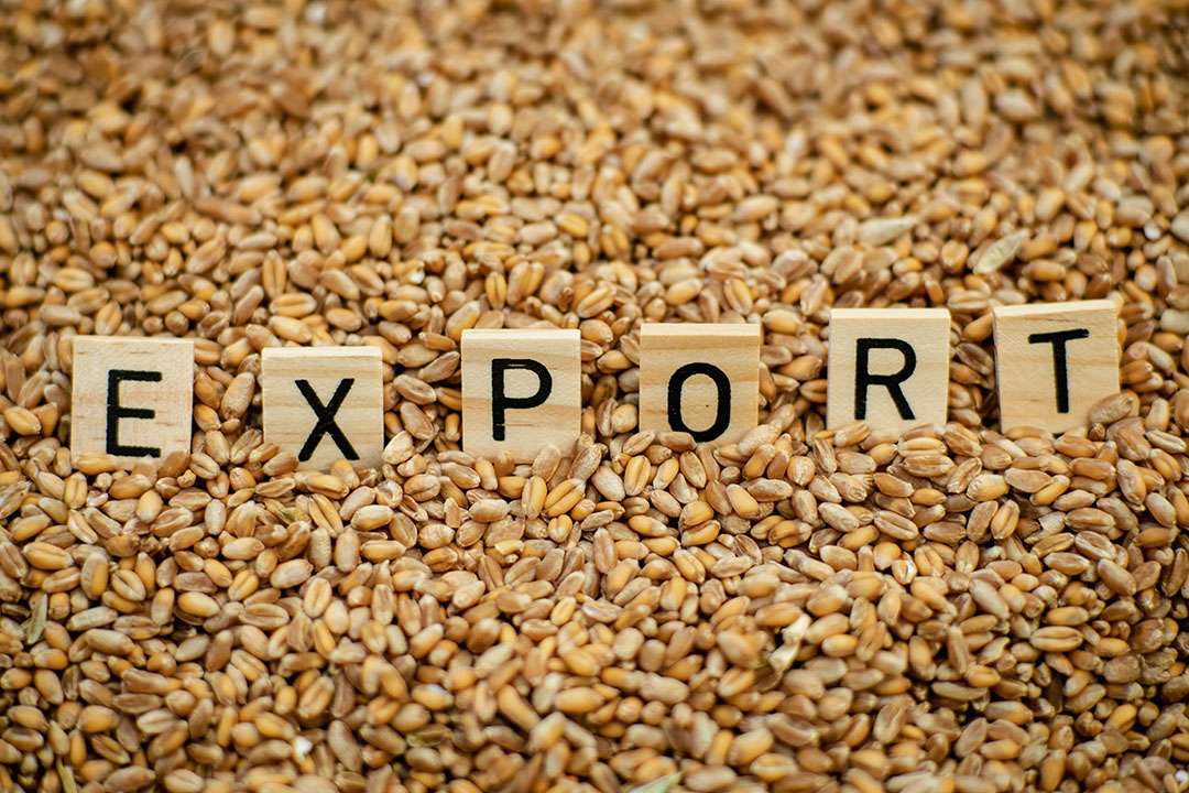 Grâul moldovenesc, mai scump, dar mai puțin exportat - agroexpert.md