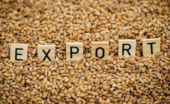 Grâul moldovenesc, mai scump, dar mai puțin exportat - agroexpert.md