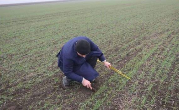 Мониторинг озимых выявил опасения за урожай в некоторых регионах ЕС - agroexpert.md