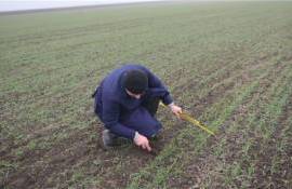 Мониторинг озимых выявил опасения за урожай в некоторых регионах ЕС - agroexpert.md