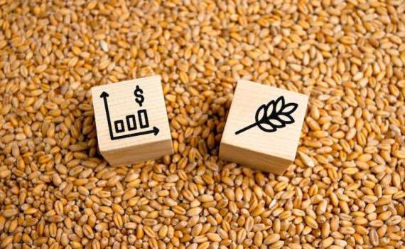 Clasamentul exportatorilor de grâu în 2024 - agroexpert.md