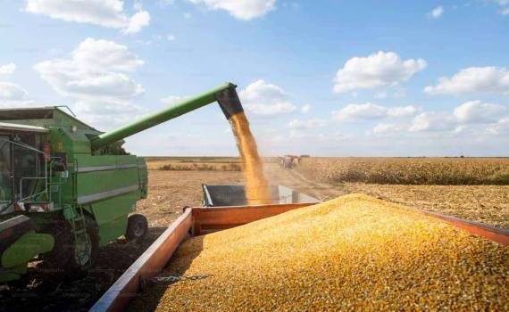 Кукуруза в начале 2025 года стала стержнем украинского агроэкспорта - agroexpert.md