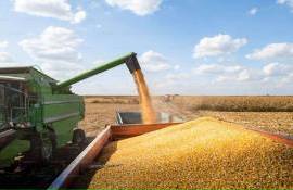 Кукуруза в начале 2025 года стала стержнем украинского агроэкспорта - agroexpert.md