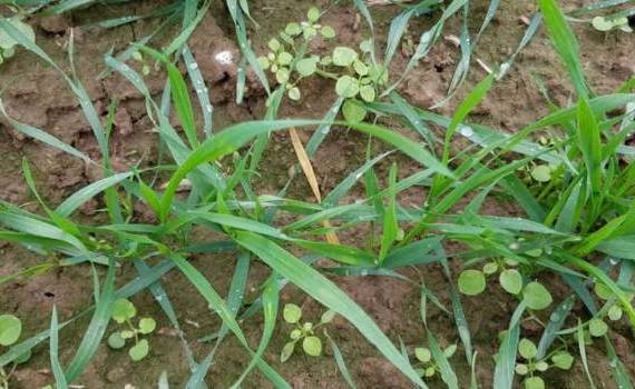 Затраты на комплексную защиту озимой пшеницы сохранят до 30% урожая - agroexpert.md