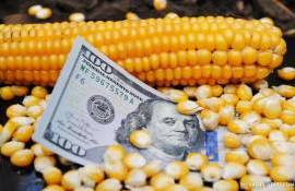 Ценовые качели на кукурузу формируют риски для украинских аграриев - agroexpert.md