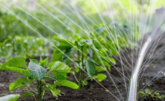 activitatea asociațiilor utilizatorilor de apă pentru irigații - agroexpert.md