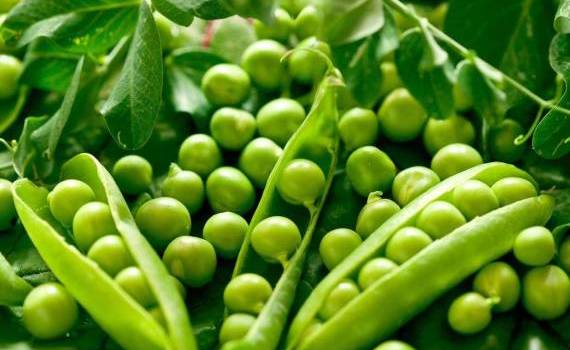 Рост мирового производства гороха в сезоне 2025/26 может стать ощутимым - agroexpert.md
