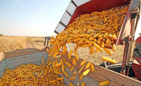 Exporturile de porumb scădere analiză - agroexpert.md