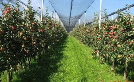 Фермеры Молдовы сэкономили на НДС и пошлинах 102 млн евро - agroexpert.md