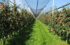 Фермеры Молдовы сэкономили на НДС и пошлинах 102 млн евро - agroexpert.md