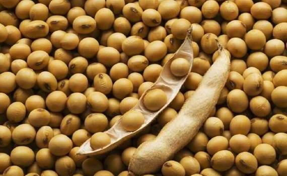 ЕС остается важным покупателем сои из США, но все может измениться - agroexpert.md