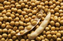 ЕС остается важным покупателем сои из США, но все может измениться - agroexpert.md
