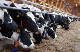 Фермеры на юге Молдовы изучили стандарты в сфере животноводства - agroexpert.md