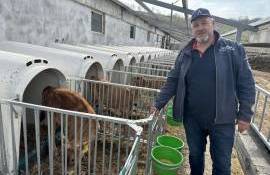 Mihai Gogu vacile Jersey - agroexpert.md