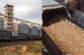 Мартовский экспорт пшеницы из РФ сократился в три раза - agroexpert.md