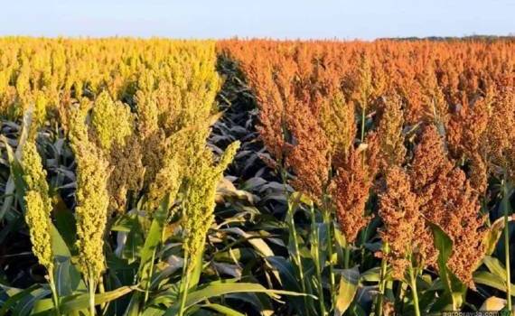Экспорт сорго из Молдовы: подробный анализ объёмов, стоимости и цен - agroexpert.md