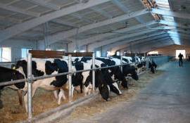В РМ вышло руководство по стандартам ЕС для ферм с крупным рогатым скотом - agroexpert.md