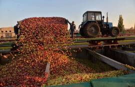 У переработчиков промышленного яблока сезон тишины – поставок почти нет - agroexpert.md