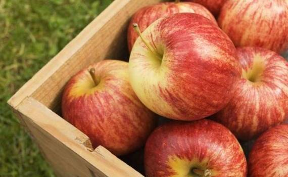 Экспорт молдавских яблок в марте – объемы отгрузок на среднем уровне - agroexpert.md